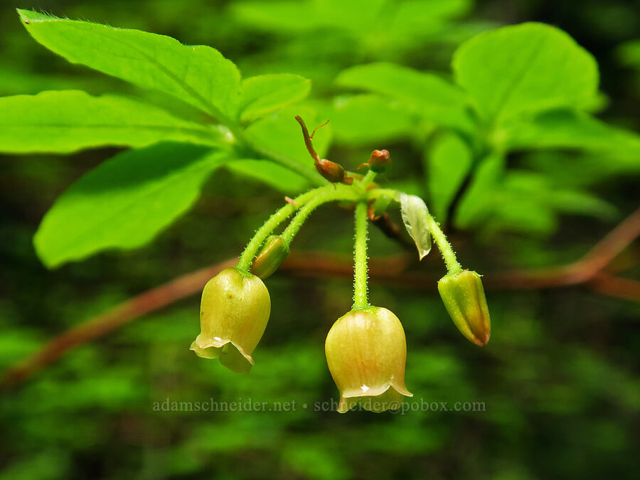 fool's huckleberry (Menziesia ferruginea (Rhododendron menziesii)) [Nasty Rock Trail, Clackamas County, Oregon]