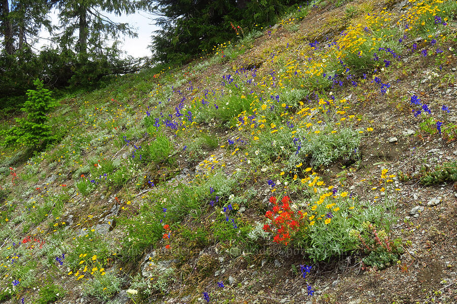 wildflowers [Nasty Rock Trail, Clackamas County, Oregon]