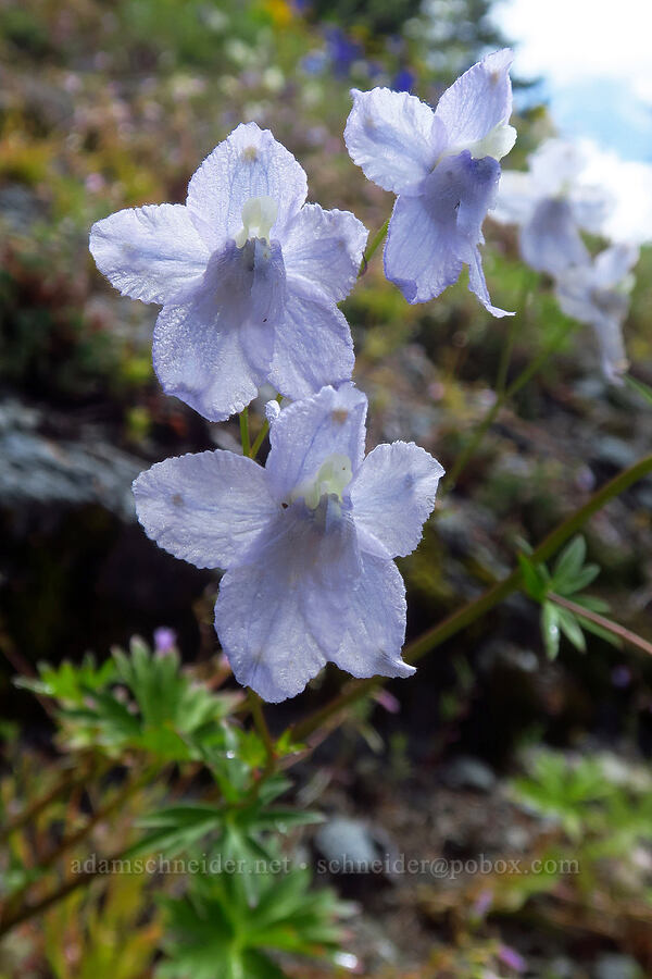 unusually pale larkspur (Delphinium menziesii) [Nasty Rock Trail, Clackamas County, Oregon]