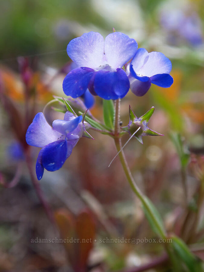 large-flowered blue-eyed-Mary (Collinsia grandiflora) [Nasty Rock Trail, Clackamas County, Oregon]
