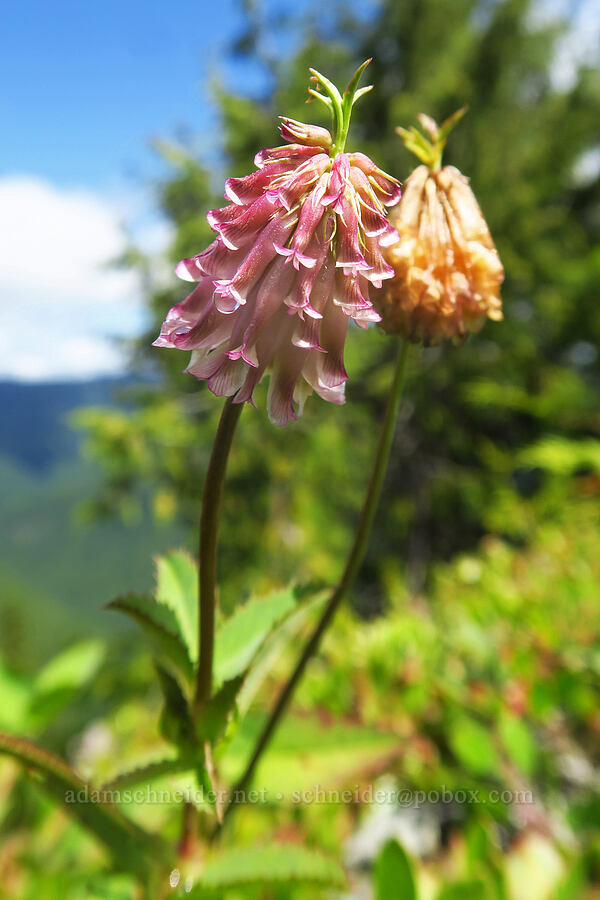 Shasta clover (Trifolium productum (Trifolium kingii ssp. productum)) [Nasty Rock Trail, Clackamas County, Oregon]