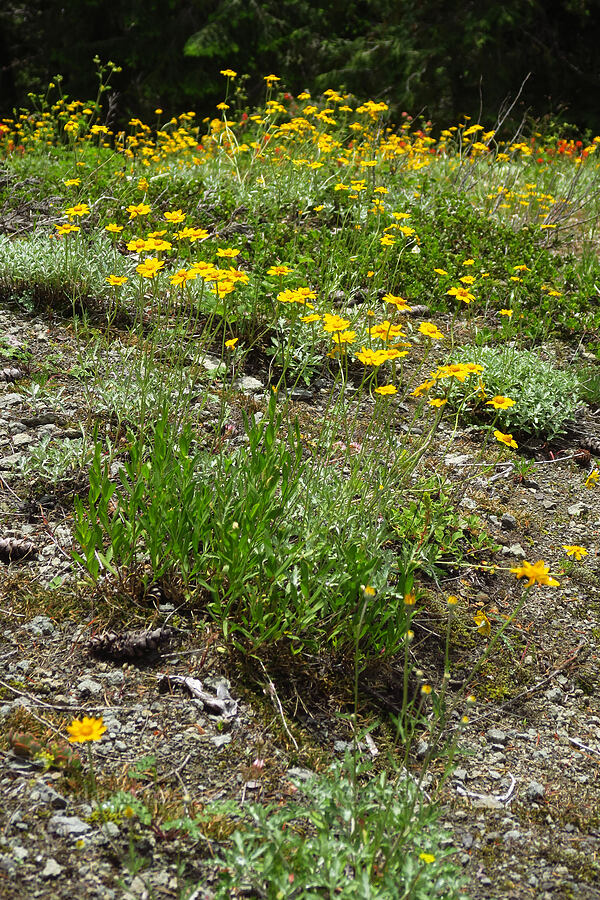 Oregon sunshine (Eriophyllum lanatum) [Nasty Rock Trail, Clackamas County, Oregon]