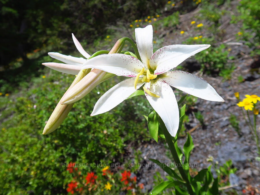 Washington lily (Lilium washingtonianum) [Nasty Rock Trail, Clackamas County, Oregon]