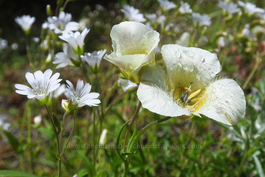 subalpine mariposa lily & chickweed (Calochortus subalpinus, Cerastium arvense) [Nasty Rock Trail, Clackamas County, Oregon]