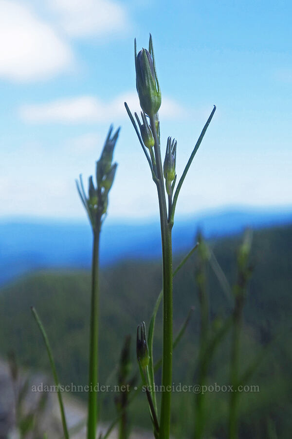 harebells, budding (Campanula rotundifolia) [Nasty Rock, Clackamas County, Oregon]