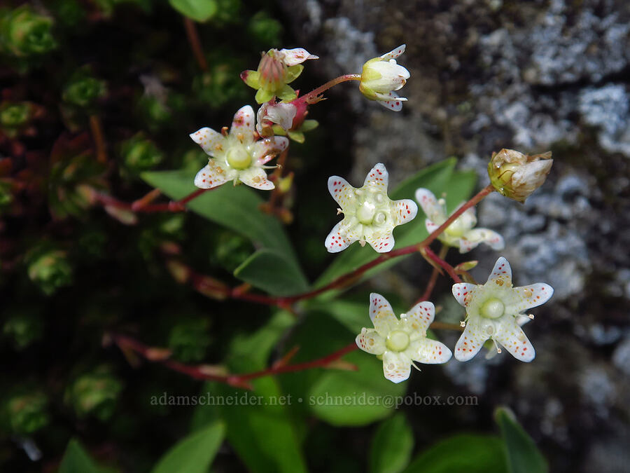 raindrops on spotted saxifrage (Saxifraga bronchialis ssp. vespertina (Saxifraga vespertina)) [Nasty Rock, Clackamas County, Oregon]