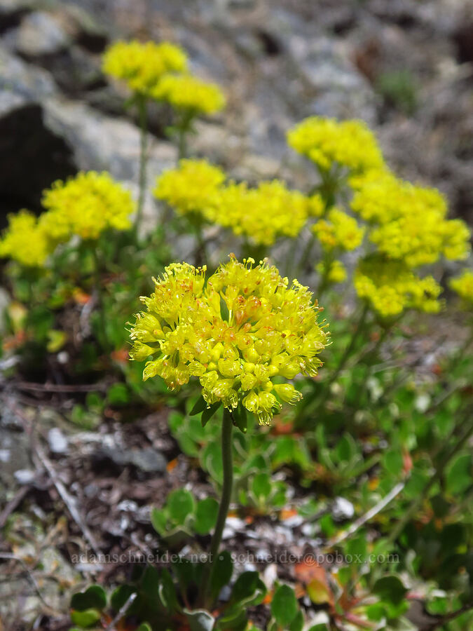 sulphur-flower buckwheat (Eriogonum umbellatum) [Nasty Rock, Clackamas County, Oregon]