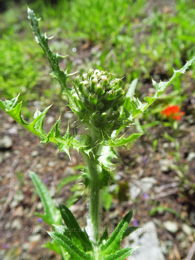 fringe-bract thistle, budding (Cirsium remotifolium var. odontolepis) [Not Nasty Rock Trail, Clackamas County, Oregon]