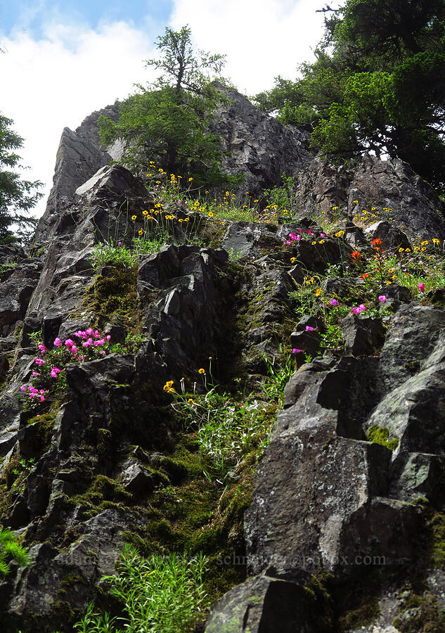 wildflowers [Not Nasty Rock Trail, Clackamas County, Oregon]
