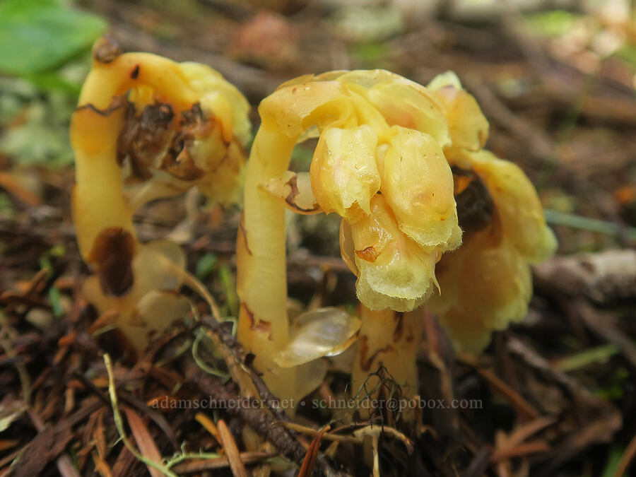 pinesap (Monotropa hypopitys) [Not Nasty Rock Trail, Clackamas County, Oregon]