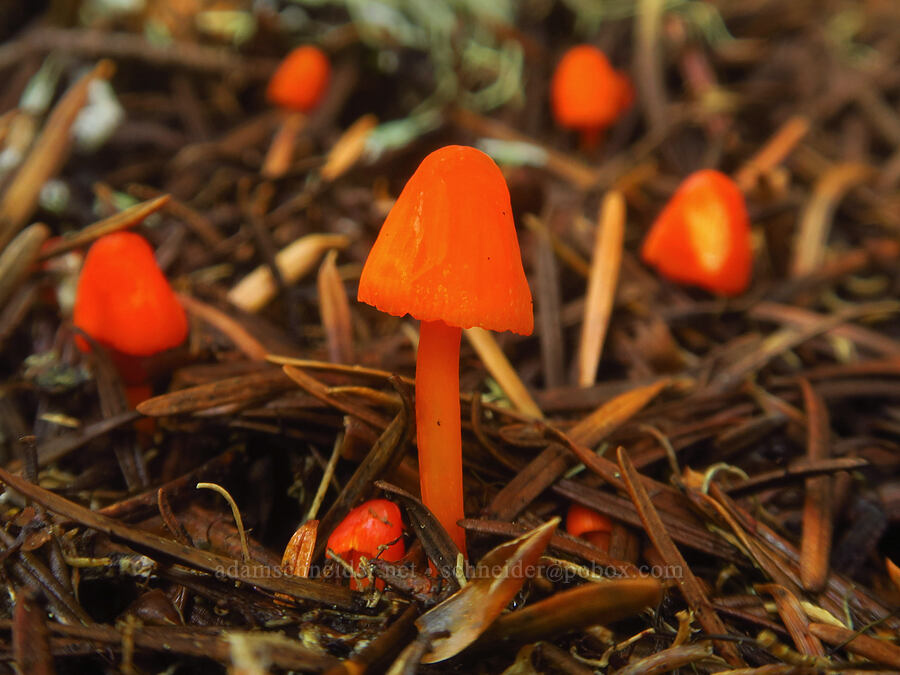 bright orange mushrooms [Not Nasty Rock Trail, Clackamas County, Oregon]