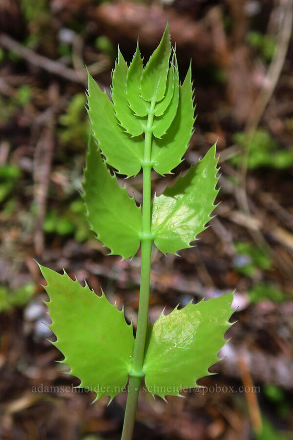 very spiky Oregon-grape leaves (Mahonia nervosa (Berberis nervosa)) [Not Nasty Rock Trail, Clackamas County, Oregon]