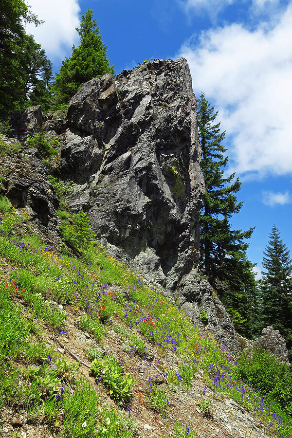 cliffs & wildflowers [Not Nasty Rock Trail, Clackamas County, Oregon]