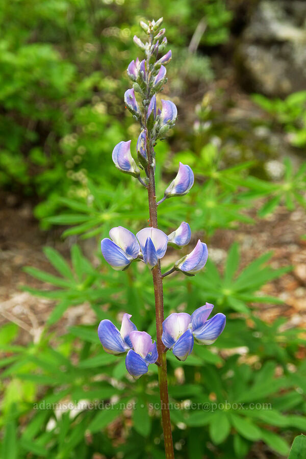 lupine (Lupinus latifolius) [Not Nasty Rock Trail, Willamette National Forest, Marion County, Oregon]