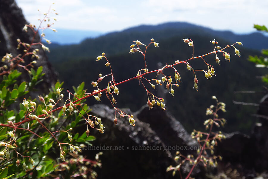 alumroot (Heuchera sp.) [Not Nasty Rock, Willamette National Forest, Marion County, Oregon]