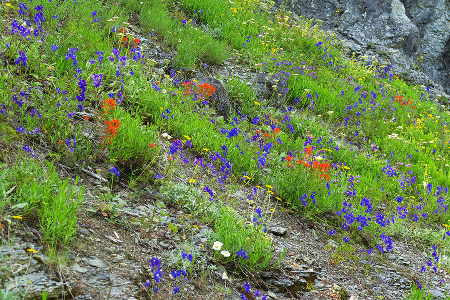 wildflowers [Not Nasty Rock Trail, Clackamas County, Oregon]