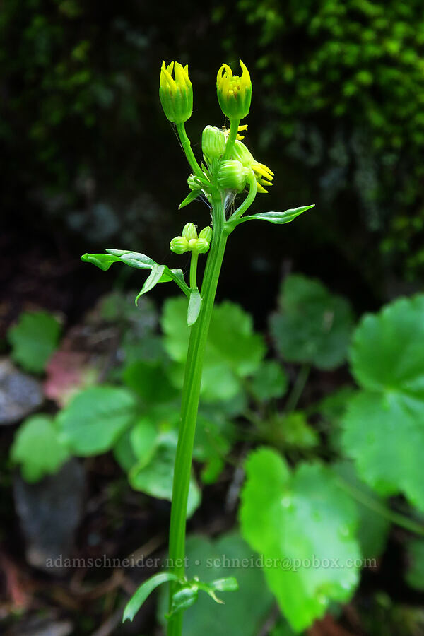 Bolander's ragwort (Packera bolanderi var. harfordii (Senecio bolanderi)) [Not Nasty Rock Trail, Clackamas County, Oregon]
