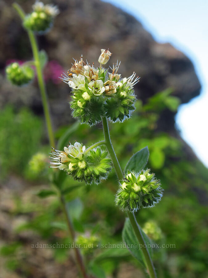 phacelia (Phacelia sp.) [Nasty Rock, Clackamas County, Oregon]