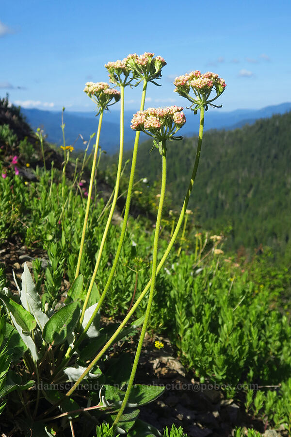 heart-leaf buckwheat (Eriogonum compositum) [Nasty Rock, Clackamas County, Oregon]