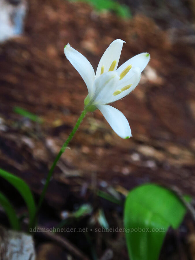 brand-new bead lily (Clintonia uniflora) [Nasty Rock Trail, Clackamas County, Oregon]