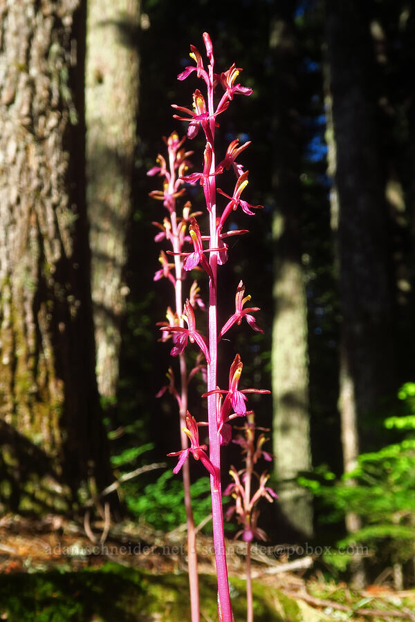 western coral-root orchid (Corallorhiza mertensiana) [Joyce Lake Trail, Clackamas County, Oregon]