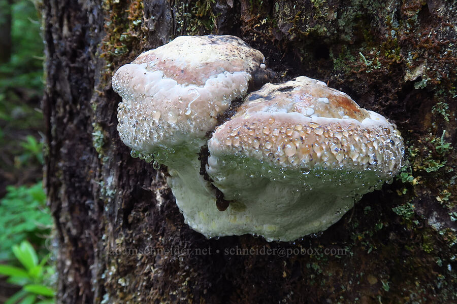 red-belted conk fungus (Fomitopsis pinicola) [Joyce Lake Trail, Clackamas County, Oregon]