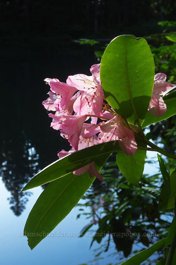 Pacific rhododendrons (Rhododendron macrophyllum) [Joyce Lake Trail, Clackamas County, Oregon]