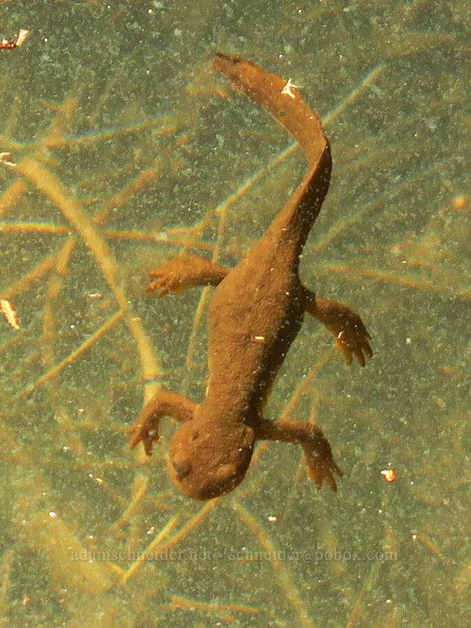 rough-skinned newt, swimming (Taricha granulosa) [Joyce Lake, Clackamas County, Oregon]