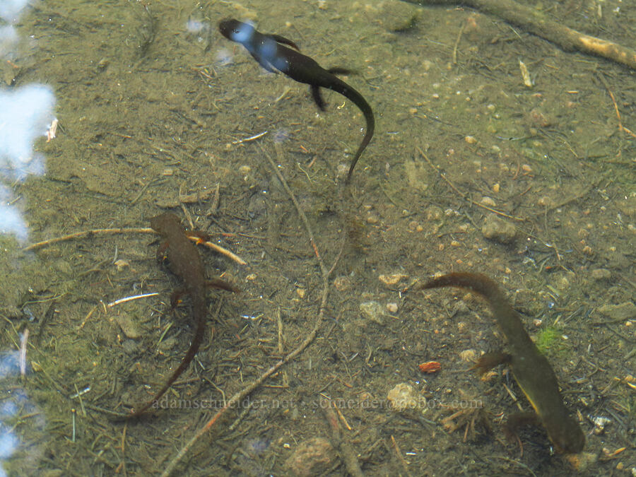 rough-skinned newts, swimming (Taricha granulosa) [Joyce Lake, Clackamas County, Oregon]