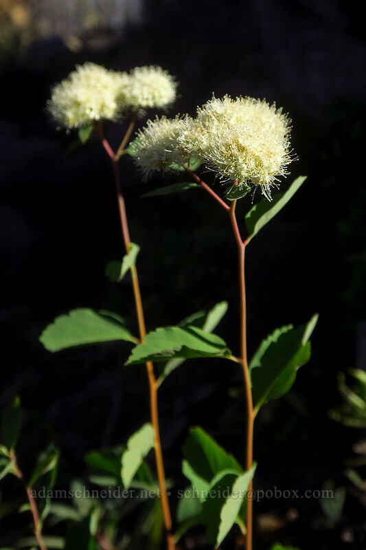 white spirea (Spiraea lucida (Spiraea betulifolia var. lucida)) [Dalles Ridge Trail, Mt. Baker-Snoqualmie National Forest, Pierce County, Washington]