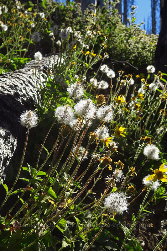 hairy arnica, going to seed (Arnica mollis) [Dalles Ridge Trail, Mt. Baker-Snoqualmie National Forest, Pierce County, Washington]