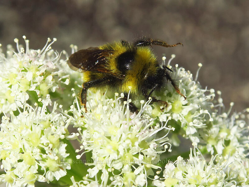 bumblebee on sharp-tooth angelica (Bombus sp., Angelica arguta) [Dalles Ridge Trail, Mt. Baker-Snoqualmie National Forest, Pierce County, Washington]