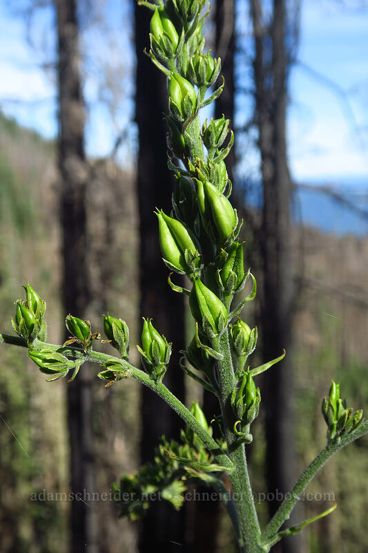 green corn lily, going to seed (Veratrum viride var. eschscholzianum (Veratrum eschscholtzianum)) [Dalles Ridge Trail, Mt. Baker-Snoqualmie National Forest, Pierce County, Washington]
