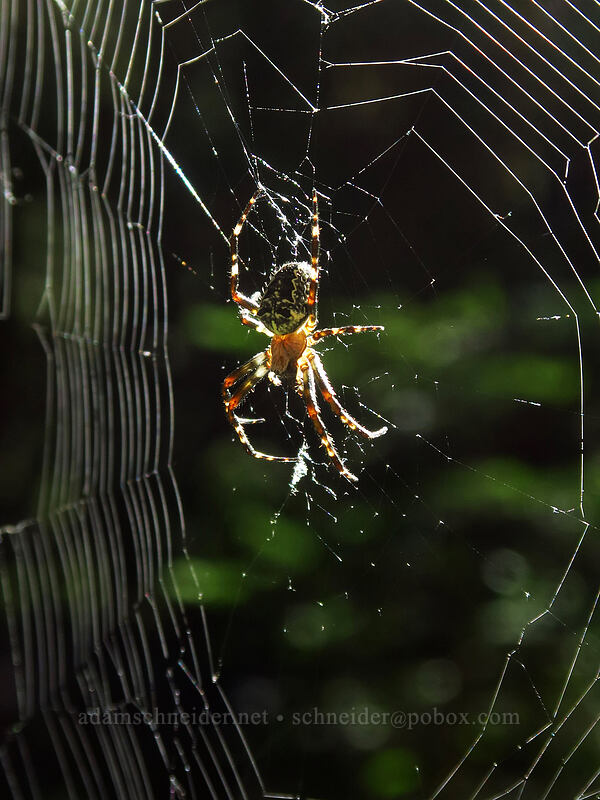 Nordmann's orb-weaver spider (Araneus nordmanni) [Dalles Ridge Trail, Mt. Baker-Snoqualmie National Forest, Pierce County, Washington]
