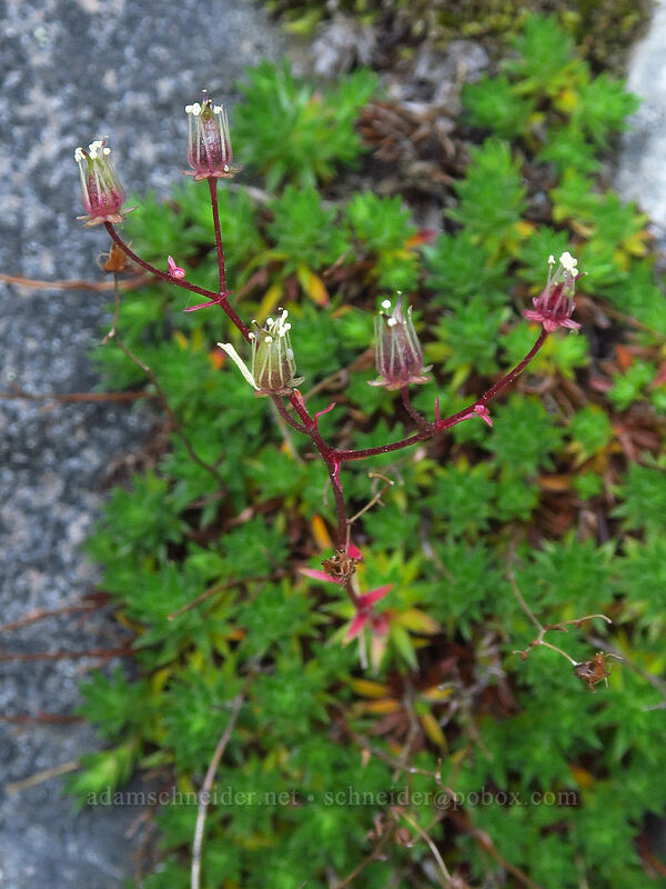 spotted saxifrage, going to seed (Saxifraga bronchialis ssp. austromontana (Saxifraga austromontana)) [Noble Knob, Mt. Baker-Snoqualmie National Forest, Pierce County, Washington]