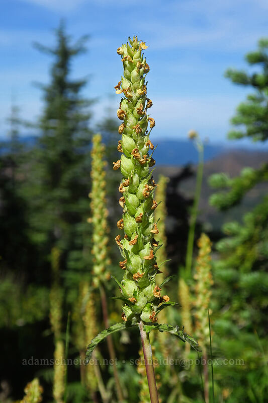 bracted lousewort, going to seed (Pedicularis bracteosa) [Noble Knob, Mt. Baker-Snoqualmie National Forest, Pierce County, Washington]