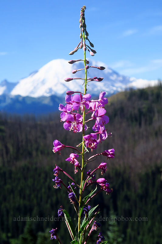 fireweed & Mt. Rainier (Chamerion angustifolium (Chamaenerion angustifolium) (Epilobium angustifolium)) [Noble Knob Trail, Mt. Baker-Snoqualmie National Forest, Pierce County, Washington]