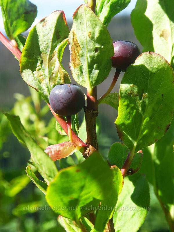 black huckleberries (Vaccinium membranaceum) [Noble Knob Trail, Mt. Baker-Snoqualmie National Forest, Pierce County, Washington]