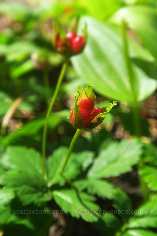 five-leaf bramble berries (Rubus pedatus) [Dalles Ridge Trail, Mt. Baker-Snoqualmie National Forest, Pierce County, Washington]