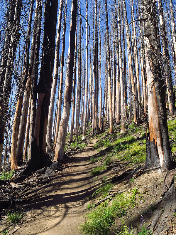 burned trees from the 2017 Norse Peak Fire [Dalles Ridge Trail, Mt. Baker-Snoqualmie National Forest, Pierce County, Washington]