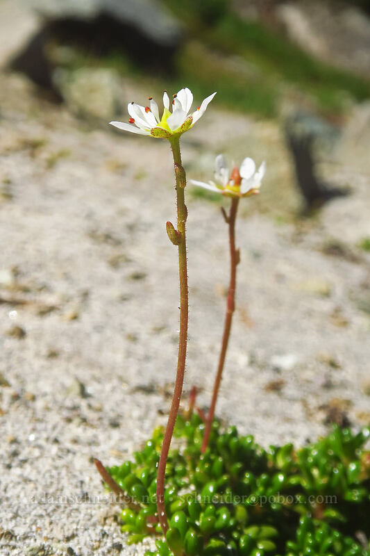 Tolmie's saxifrage (Micranthes tolmiei (Saxifraga tolmiei)) [Yakima Peak, Mount Rainier National Park, Pierce County, Washington]