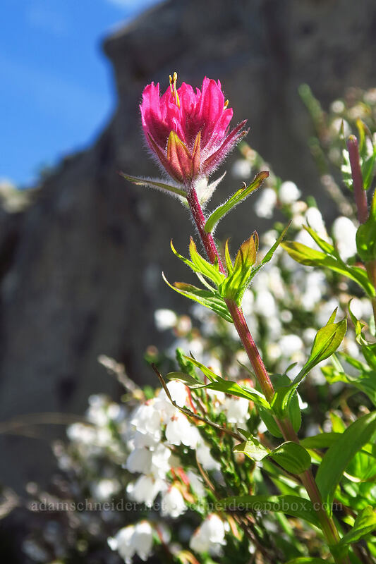 magenta paintbrush & white mountain heather (Castilleja parviflora var. oreopola, Cassiope mertensiana) [Yakima Peak, Mount Rainier National Park, Pierce County, Washington]
