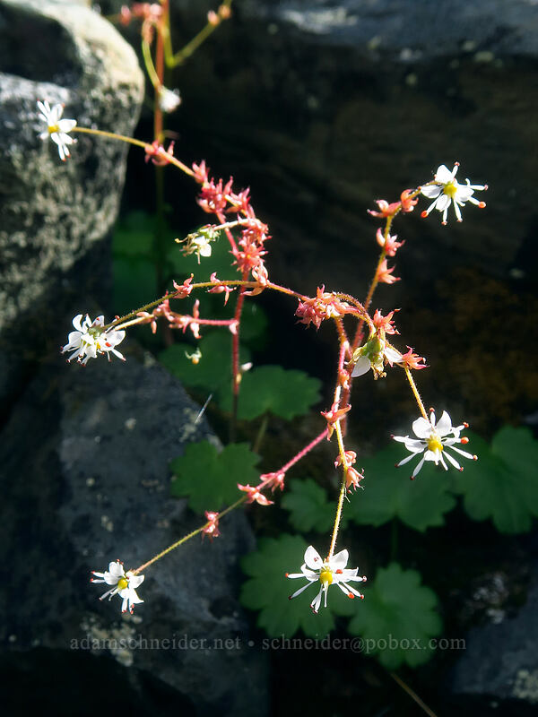 Mertens' saxifrage (Saxifraga mertensiana) [Yakima Peak, Mount Rainier National Park, Pierce County, Washington]