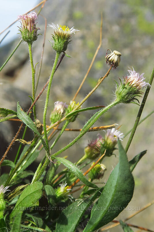 bitter fleabane (Erigeron nivalis (Erigeron acris ssp. debilis)) [Yakima Peak, Mount Rainier National Park, Yakima County, Washington]