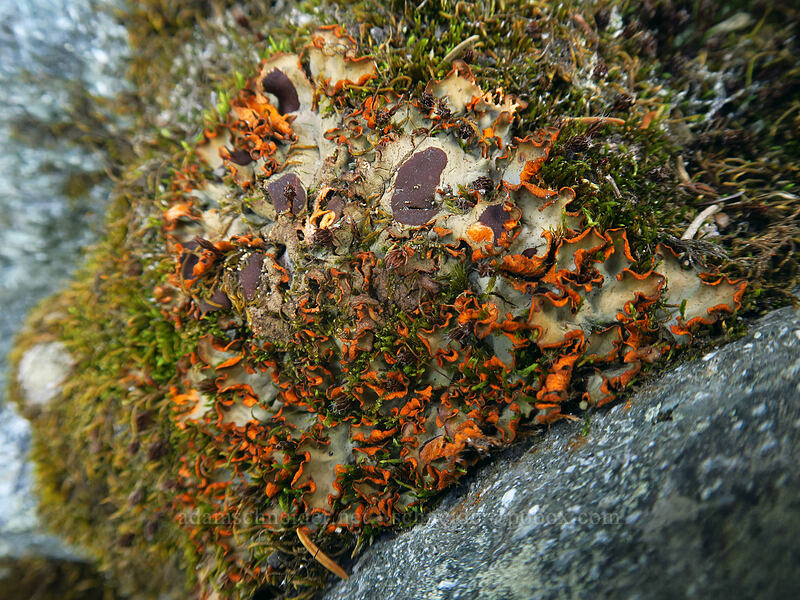 chocolate-chip lichen (Solorina crocea (Peltigera crocea)) [Yakima Peak, Mount Rainier National Park, Pierce County, Washington]