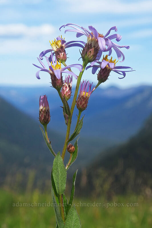 Cascade asters (Eucephalus ledophyllus (Aster ledophyllus)) [Yakima Peak, Mount Rainier National Park, Yakima County, Washington]