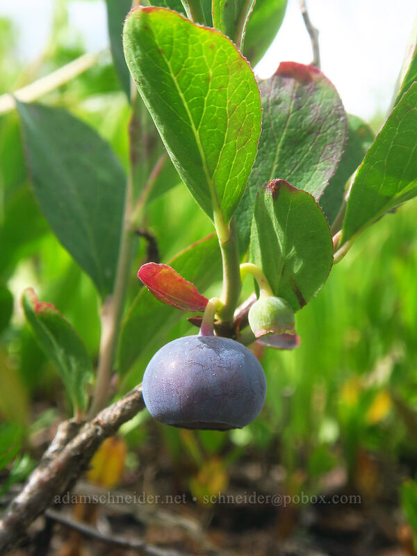 Cascades blueberry (Vaccinium deliciosum) [Yakima Peak, Mount Rainier National Park, Yakima County, Washington]