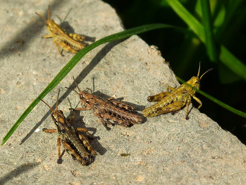 Cascade timberline grasshoppers (Prumnacris rainierensis) [Pacific Crest Trail, William O. Douglas Wilderness, Yakima County, Washington]
