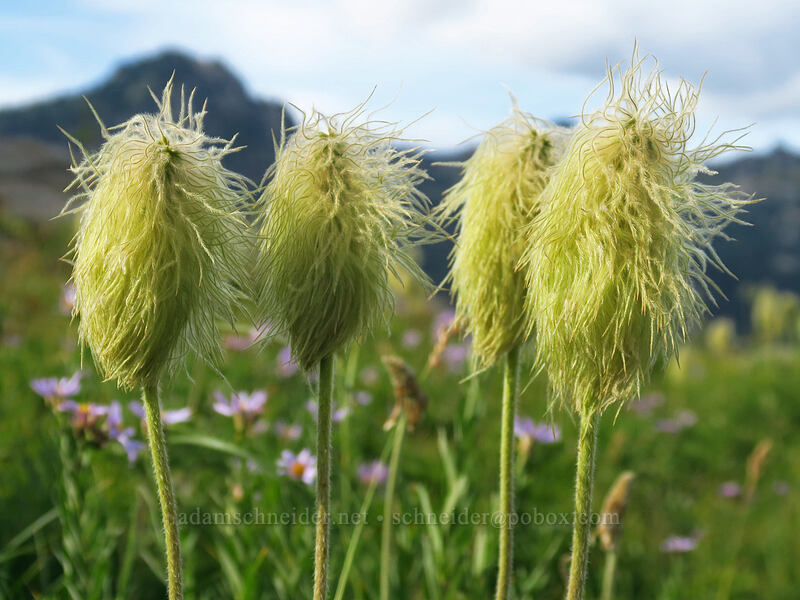 western pasqueflower seed-heads (Anemone occidentalis (Pulsatilla occidentalis)) [Pacific Crest Trail, William O. Douglas Wilderness, Yakima County, Washington]