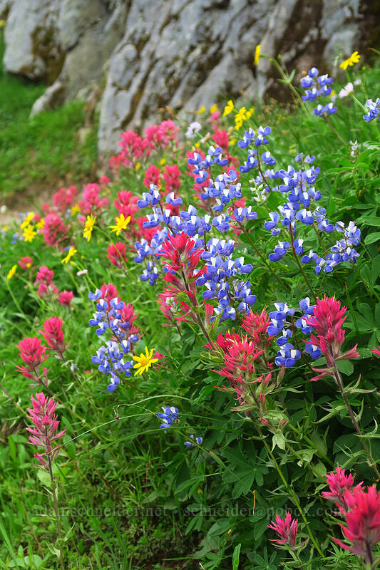 wildflowers (Castilleja parviflora var. oreopola, Lupinus latifolius, Arnica sp.) [Pacific Crest Trail, William O. Douglas Wilderness, Yakima County, Washington]